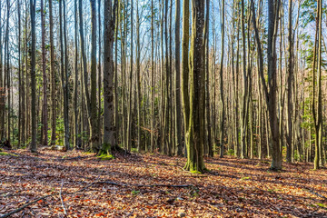 Landscapes - Forest - Europe, Romania, Suceava region  