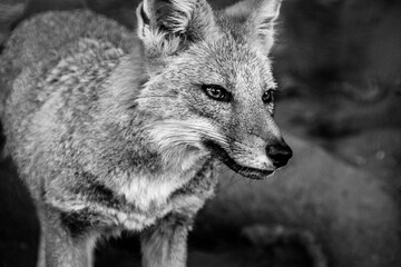 FOX