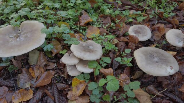 Several clouded agaric mushrooms, also known as clitocybe nebularis, thrive among fallen leaves and green vegetation in a mediterranean forest floor