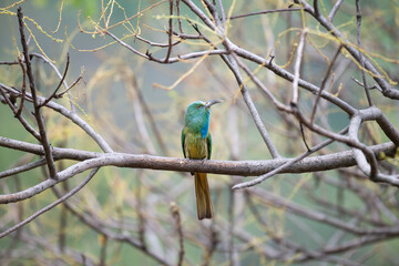 The beautiful blue bearded bee eater perched on a thin branch with surrounding tree branches and leaves. The background is blurred lush green foliage with blue sky.
