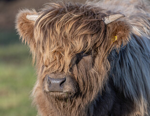 highland cow with horns