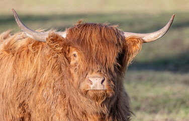 highland cow with horns