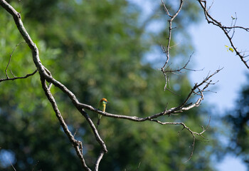 The beautiful blue tailed bee eater perched on a thin branch with surrounding tree branches and leaves. The background is blurred lush green foliage with blue sky.