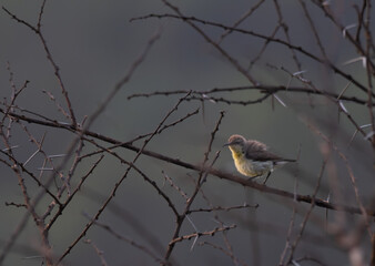 Fototapeta premium The vibrant Purple sunbird perched on a thorny branch against a blurred, muted background. The sharp thorns contrast with the soft feathers.