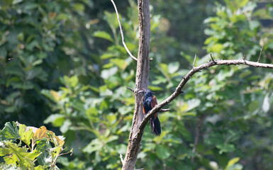 The beautiful Greater coucal bird Perched on a dry branch. The background is out of focus green foliage .
