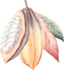 Watercolor hand drawn clip art with cocoa bean and half bean. Vector botanical illustartion.