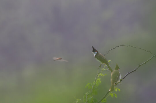 The beautiful vibrant red bulbul perched on a bright red color flower with green leaves. The background is blurred and lush green.