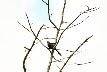 The beautiful Greater coucal bird Perched on a dry branch. The background is out of focus with sky .