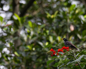 The beautiful vibrant forest myna perched on a bright red color flower with green leaves. The background is blurred and lush green.
