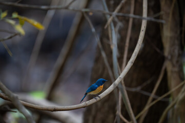 The vibrant blue, small Tickells blue flycatcher bird perched on a thin branch, its bright plumage contrasting with the lush green foliage. The background is a soft blur of green and yellow hues.