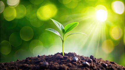 A vibrant green sprout, sharply focused against a soft, bokeh-blurred background, symbolizes spring's renewal.