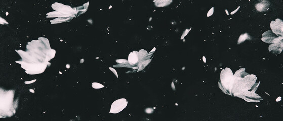 Gentle cascade of falling cherry blossoms creates a serene texture against a dark background