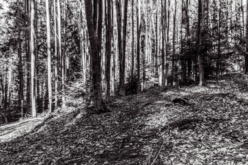 Landscapes - Forest - Europe, Romania, Suceava region  