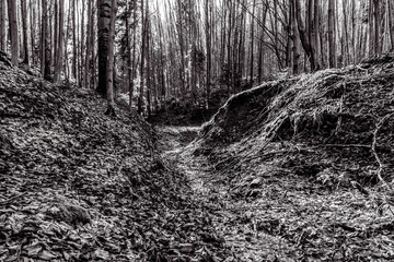 Landscapes - Forest - Europe, Romania, Suceava region  