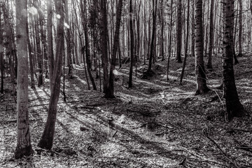 Fototapeta premium Landscapes - Forest - Europe, Romania, Suceava region 