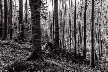 Landscapes - Forest - Europe, Romania, Suceava region  