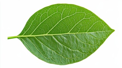 Fototapeta premium Detailed Green Leaf with Veins on White Background for Nature Imagery