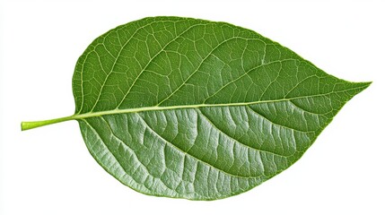 Obraz premium Detailed Green Leaf with Veins on a White Background