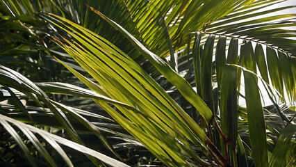 Lush green palm leaves through which soft rays of the sun break through, creating a play of light and shadow