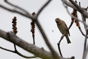sparrow on branch