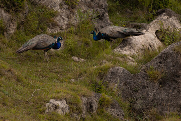 peacock in the grass