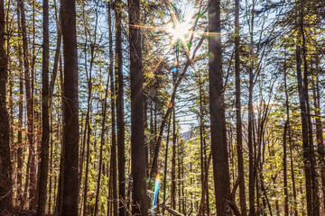 Landscapes - Forest - Europe, Romania, Suceava region  