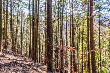Landscapes - Forest - Europe, Romania, Suceava region  