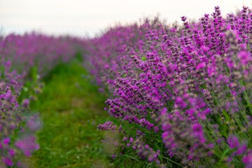 Obraz premium Blooming lavender branch in the foreground close-up. lavender field