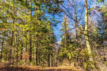 Landscapes - Forest - Europe, Romania, Suceava region  
