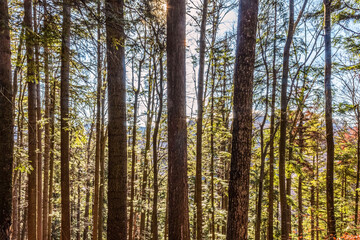 Landscapes - Forest - Europe, Romania, Suceava region  