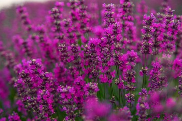 Blooming lavender branch in the foreground close-up. lavender field