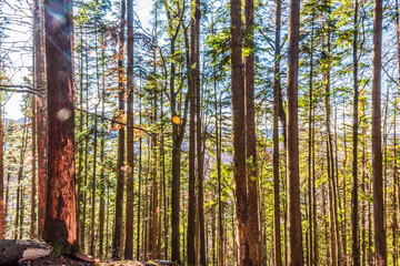 Fototapeta premium Landscapes - Forest - Europe, Romania, Suceava region 