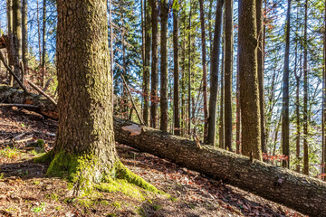 Landscapes - Forest - Europe, Romania, Suceava region  