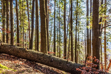 Landscapes - Forest - Europe, Romania, Suceava region  