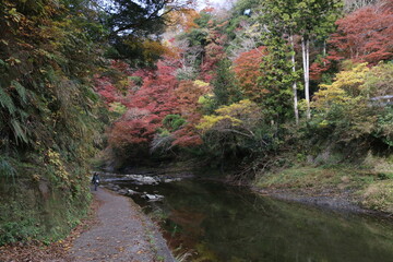 紅葉の養老渓谷。養老川に沿って歩く中瀬遊歩道	