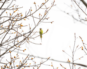 A close up of a vibrant Plum head parakeet perched gracefully on a bare tree branch, surrounded by budding orange fruit against a soft, overcast background.