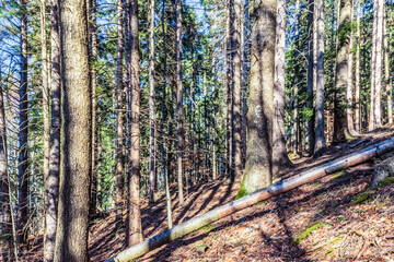 Landscapes - Forest - Europe, Romania, Suceava region  