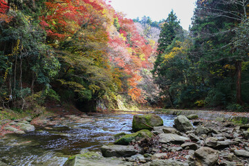 千葉県を流れる養老渓谷の秋の風景。緩やかな養老川の流れと紅葉。