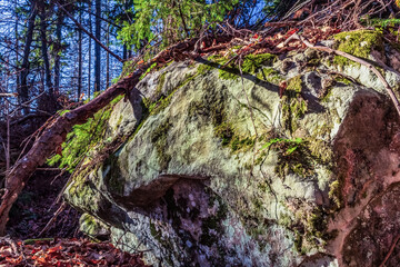 Landscapes - Forest - Europe, Romania, Suceava region  