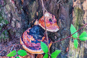Landscapes - Forest - Europe, Romania, Suceava region  