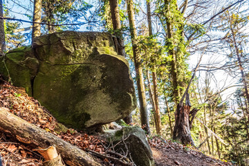Landscapes - Forest - Europe, Romania, Suceava region  