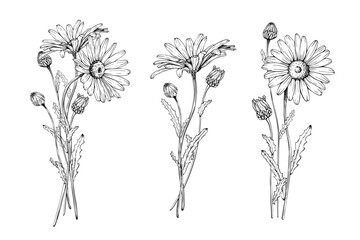 Set of bouquets of blooming wildflower daisy blooms and buds. Hand drawn vector illustration. Contour drawing. Sketch painted by black inks. Black line on white isolated background. For clip art card