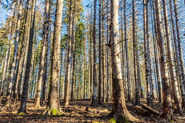 Landscapes - Forest - Europe, Romania, Suceava region  