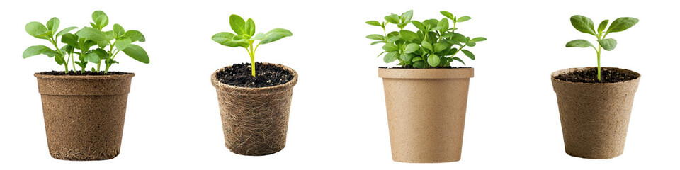 A collection of various potted plants and seedlings showcasing the beauty and vitality of healthy growth renewal and the cycle of life in a natural sustainable environment