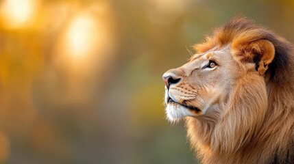 Fototapeta premium Majestic lion basking in the golden sunlight of the savanna