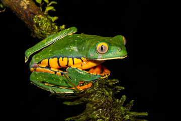 Cruziohyla calcarifer, the splendid leaf frog or splendid treefrog, in the south Costa Rica