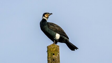 A great cormorant (Phalacrocorax carbo) in breeding plumage perched on a mossy