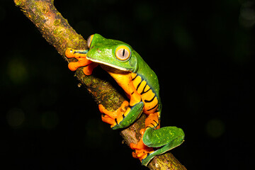 Cruziohyla calcarifer, the splendid leaf frog or splendid treefrog, in the south Costa Rica