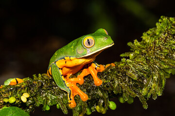 Cruziohyla calcarifer, the splendid leaf frog or splendid treefrog, in the south Costa Rica