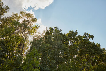 Lush green trees with sunlight filtering through the leaves
